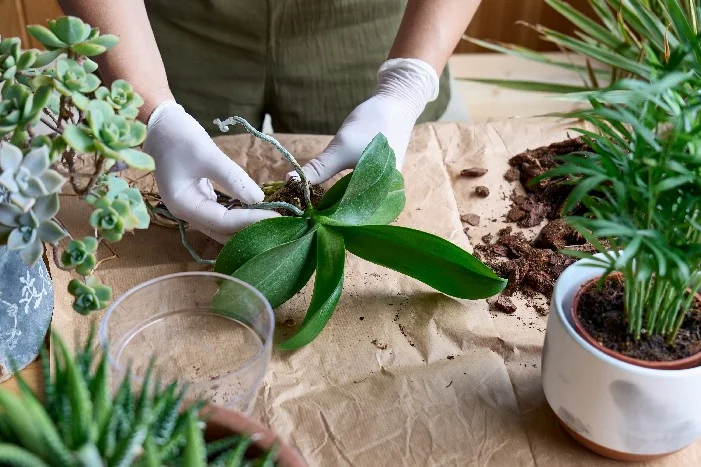 Person topft Orchidee um